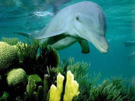 Dauphin de Mayotte